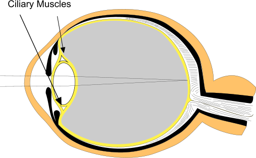 Ciliary muscles