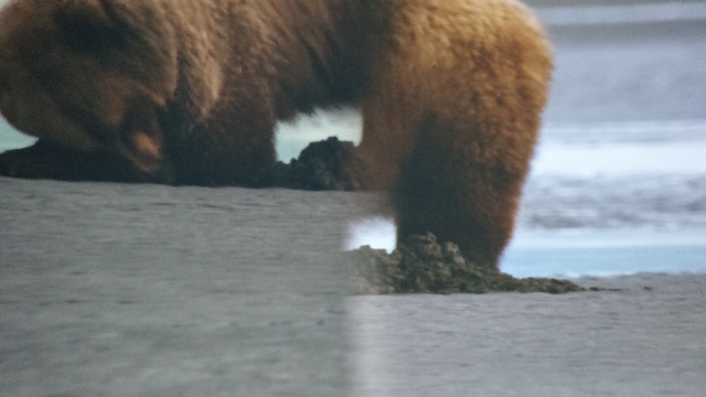 bear split screen