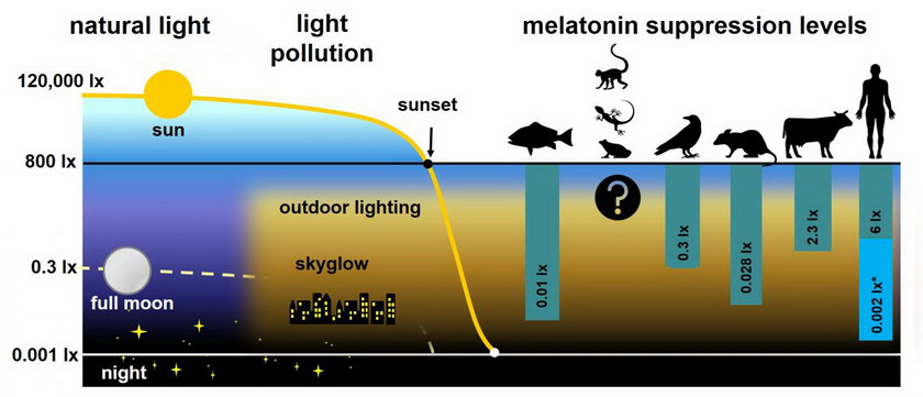 melatonin production resize